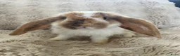 French Lop rabbits for sale: French lops looking for their forever home 🏡 - Advert 25