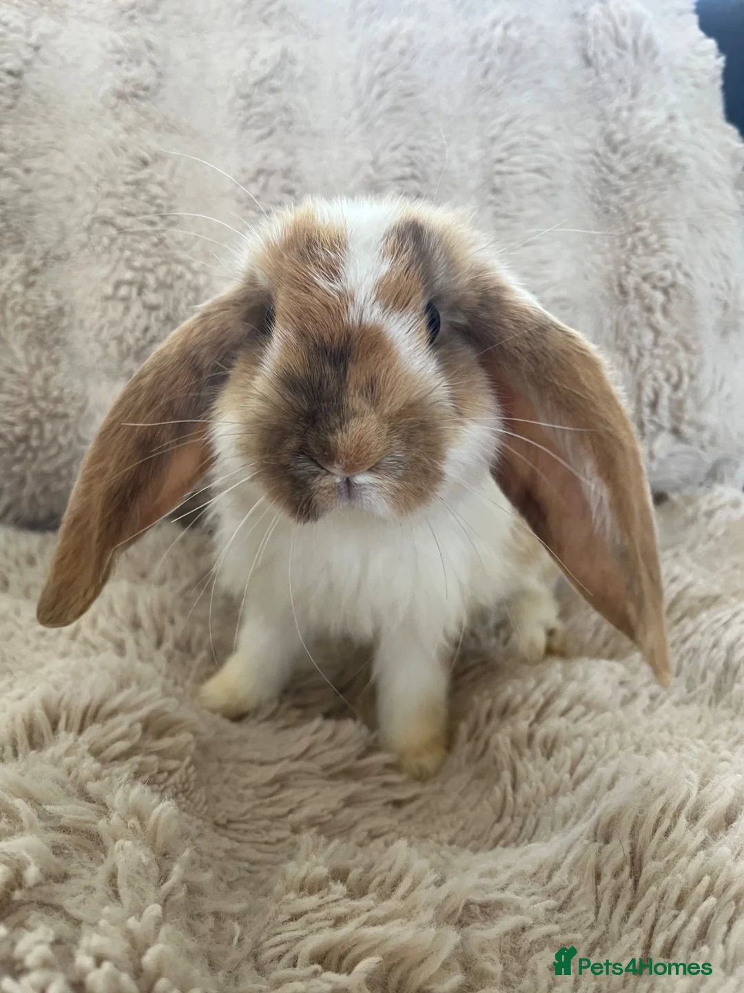 French Lop rabbits for sale: French lops looking for their forever home 🏡 - Advert 25