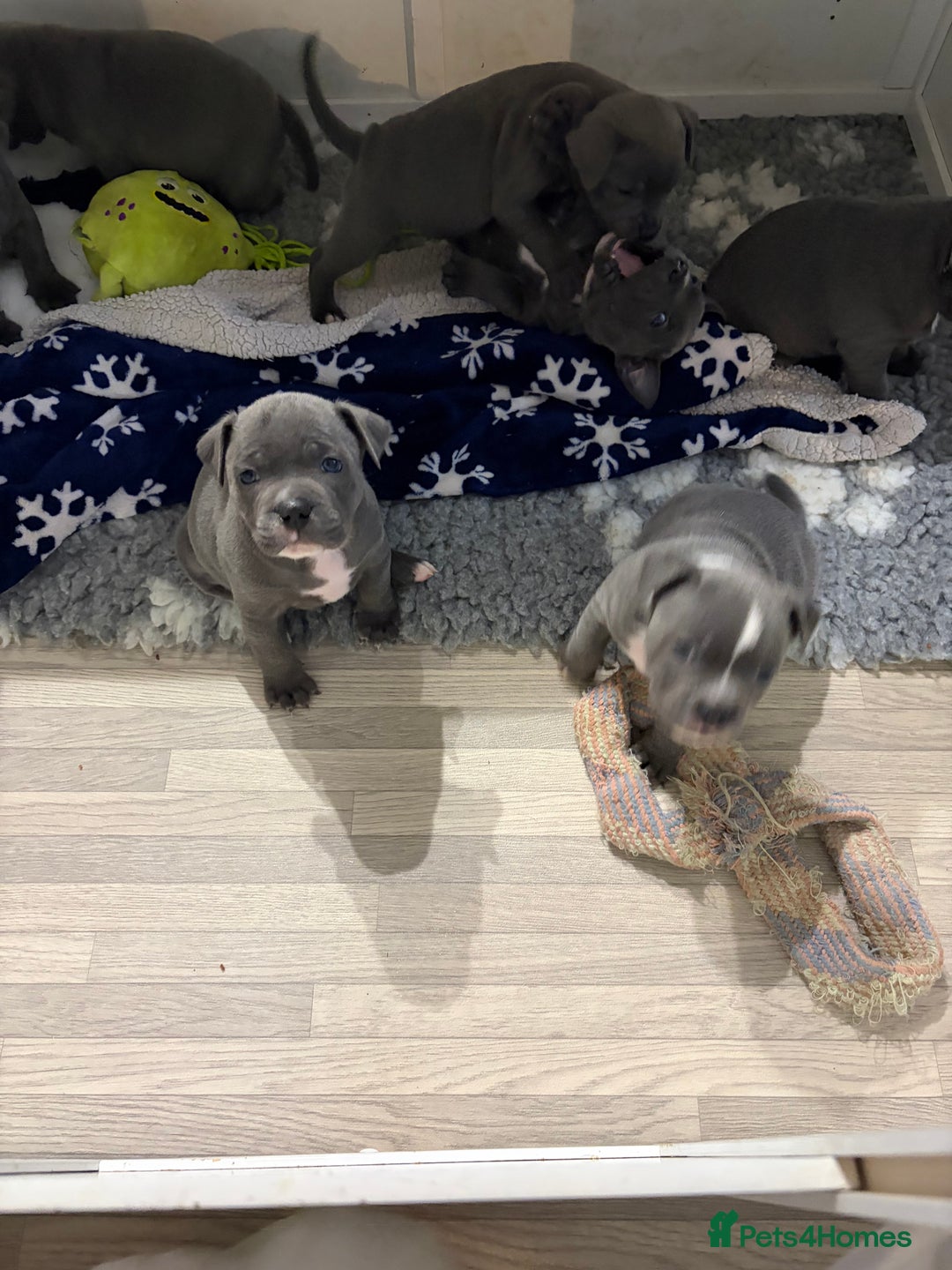 Staffordshire Bull Terrier dogs for sale: Pure Pedigree Blue Staffie Pups - Advert 16