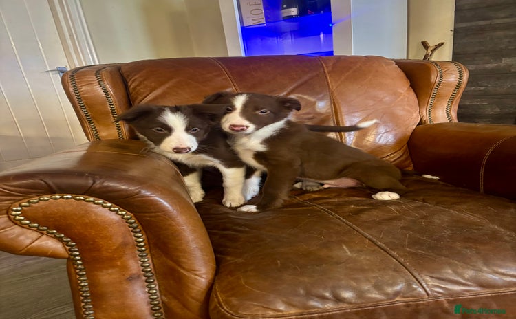 Border Collie dogs - Advert 9