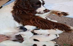 English Springer Spaniel dogs for sale: KC English Springer Spaniels (2 boys remaining) - Image 7