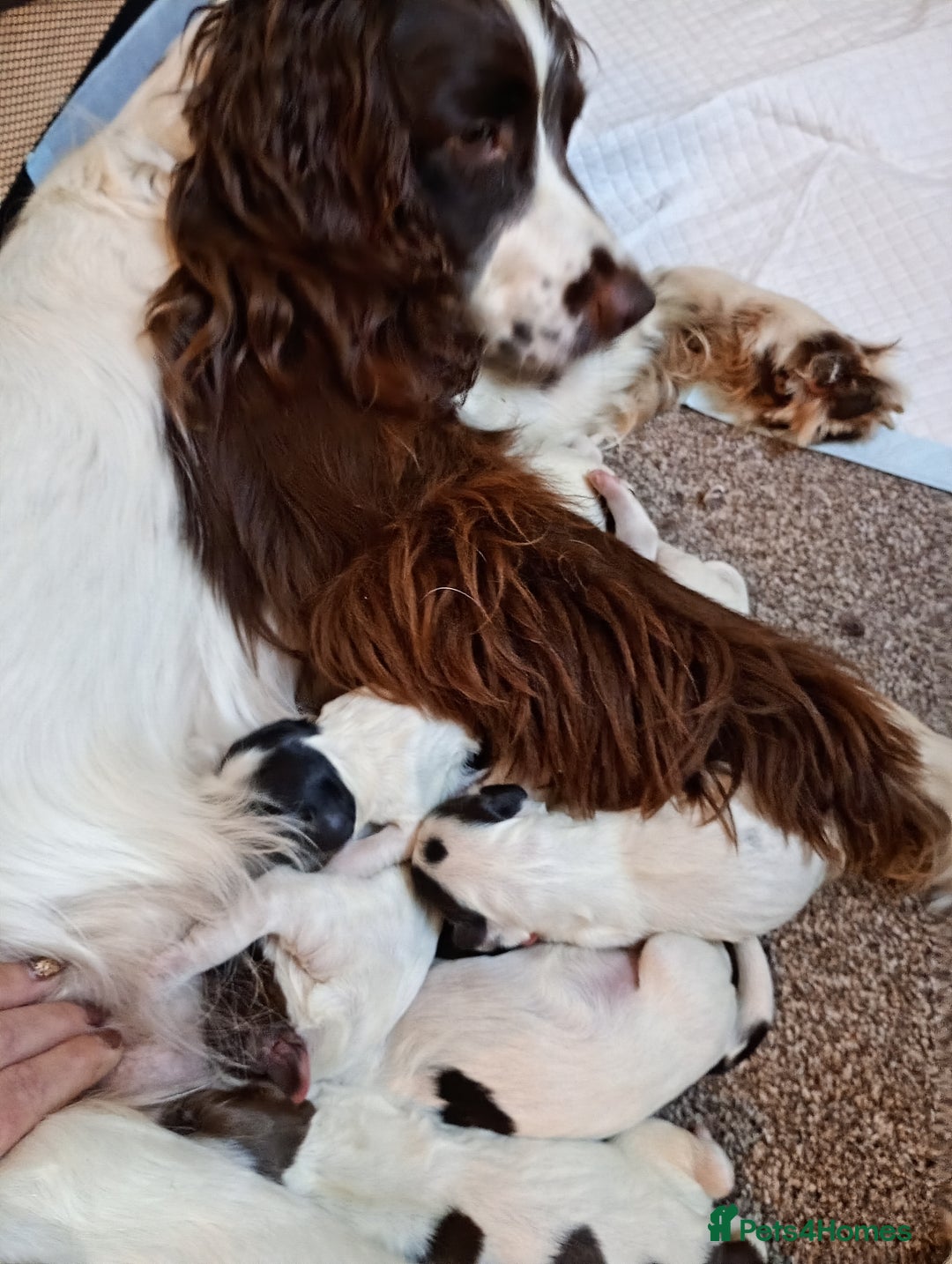 English Springer Spaniel dogs for sale: KC English Springer Spaniels (2 boys remaining) - Image 7