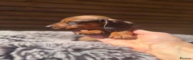 Miniature Dachshund Puppy 5