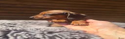 Miniature Dachshund dogs for sale: KC registered Miniature dachshunds red&shaded red - Advert 16