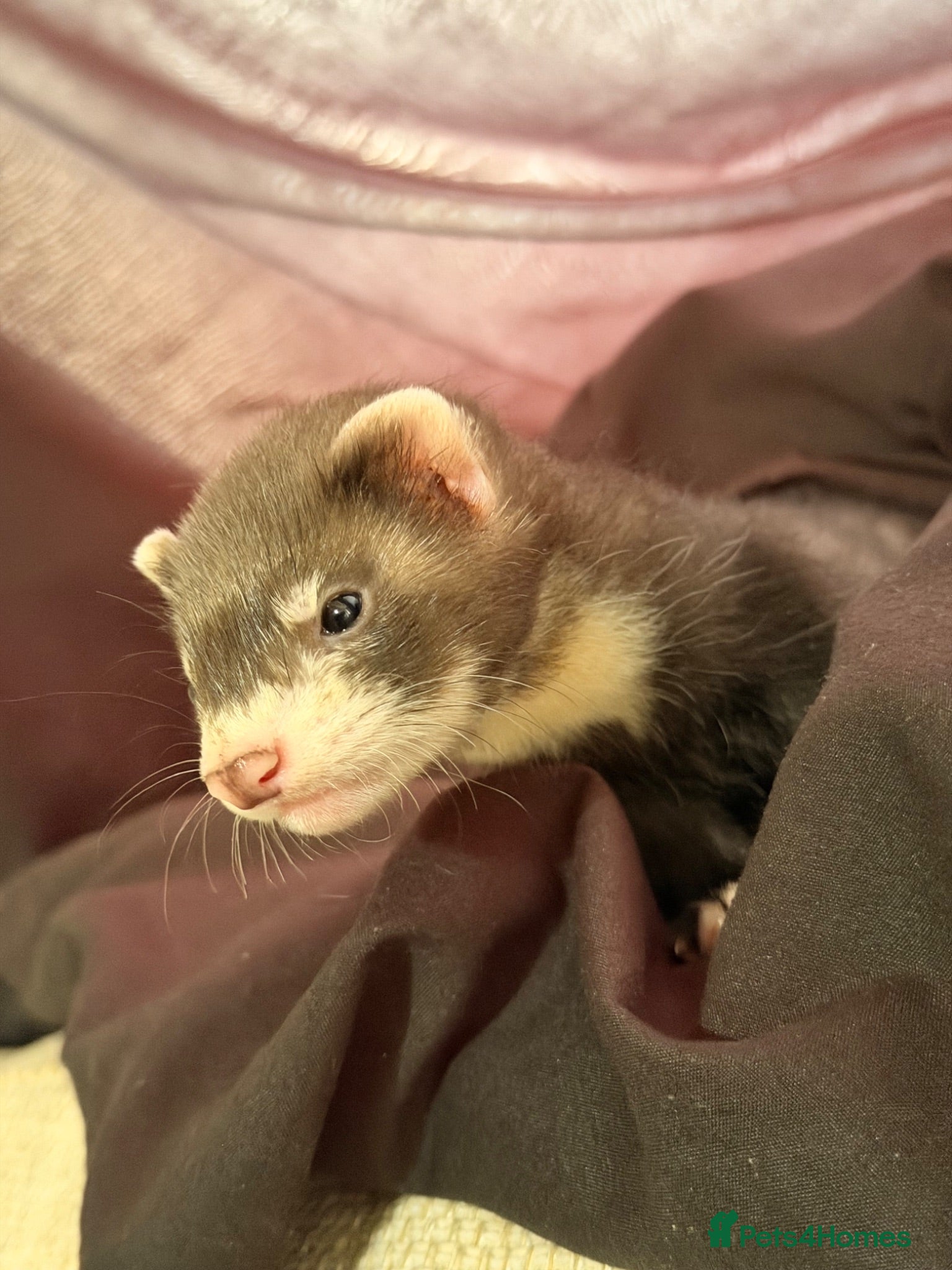 Ferret rodents Looking For New Home For This Champ - Advert 1