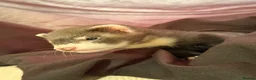 Ferret rodents for sale: Looking For New Home For This Champ - Advert 1