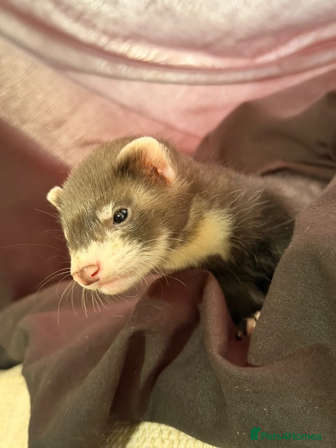 Ferret rodents for sale: Looking For New Home For This Champ - Advert 1