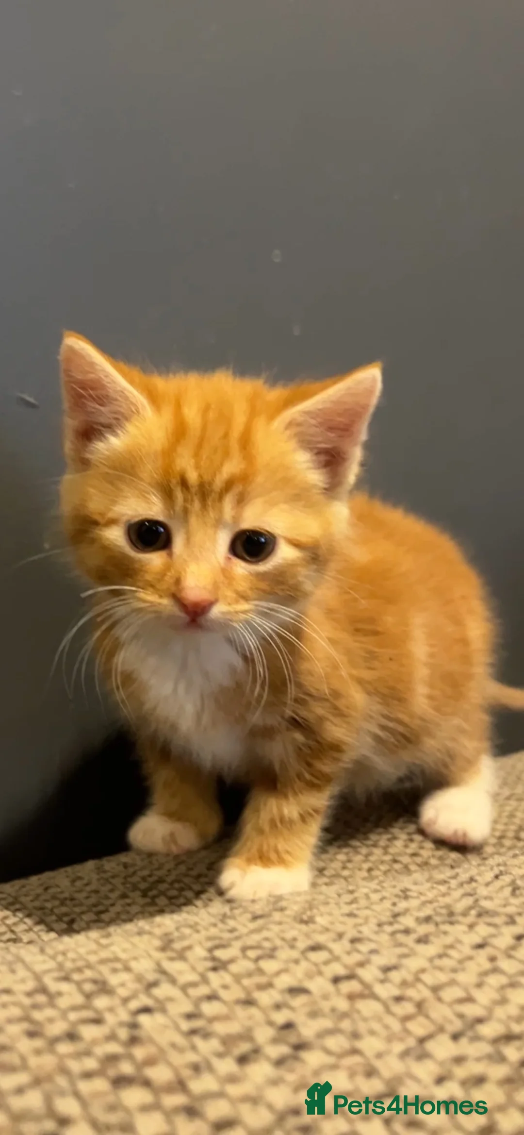 Mixed Breed cats for sale: ** Beautiful kittens ** in Melton Mowbray - Advert 2