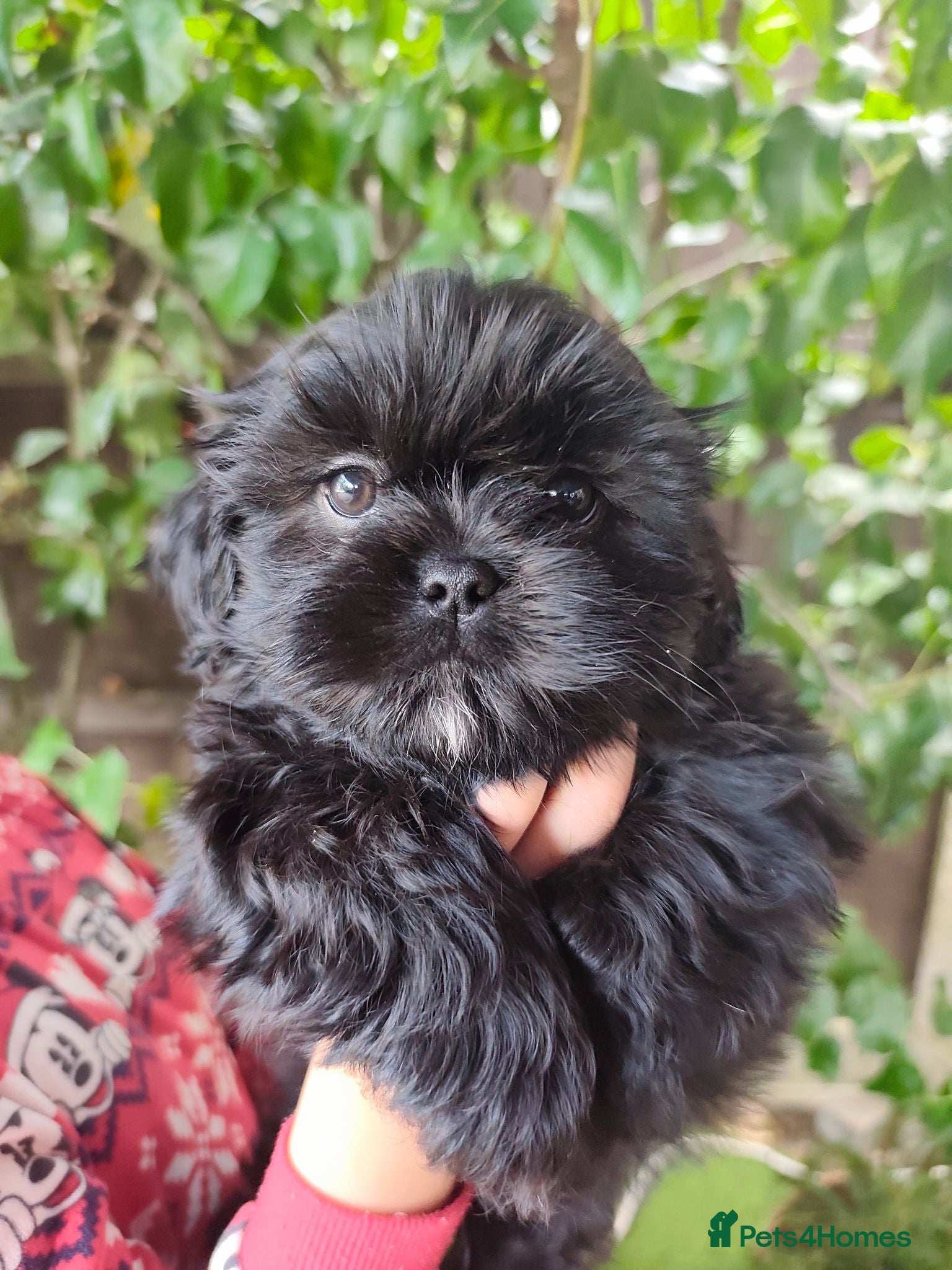 Shih Tzu dogs Shih tzu puppies last boy Redy Now - Advert 1