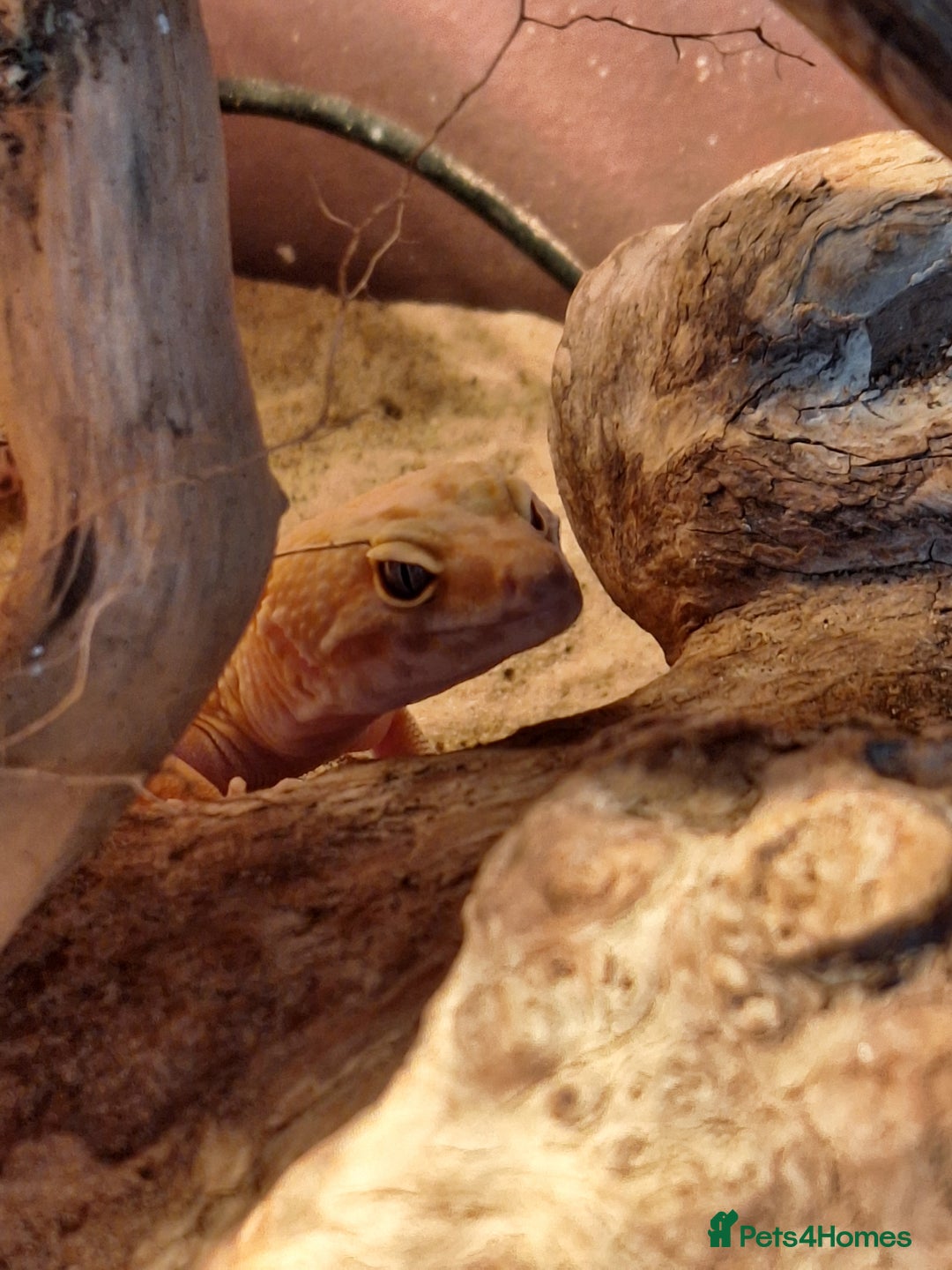 Gecko reptiles for sale: Female leopard gecko - Advert 8