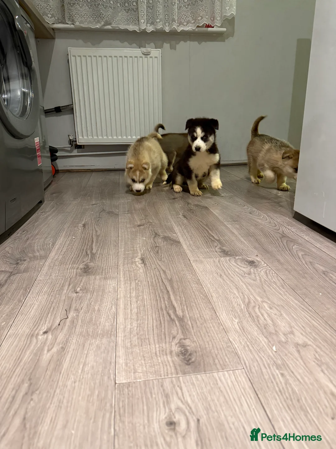 Siberian Husky dogs for sale: Puppies Siberian Huskies  - Advert 26