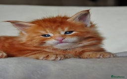 Maine Coon cats for sale: Mane Coon xxxl - Image 7