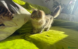 British Longhair cats for sale: Last British Longhair kitten  - Advert 13