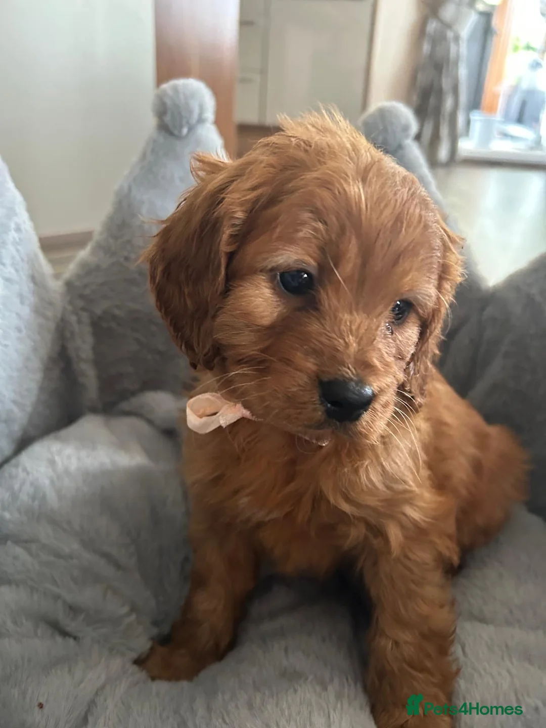 Cavapoo dogs for sale: Fl cavapoos in Evesham - Advert 2