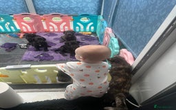 Great Dane dogs for sale: Great Dane puppies - Image 11