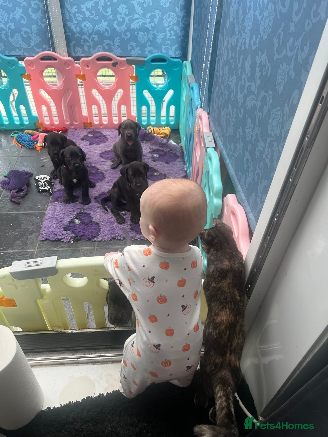 Great Dane dogs for sale: Great Dane puppies - Image 11