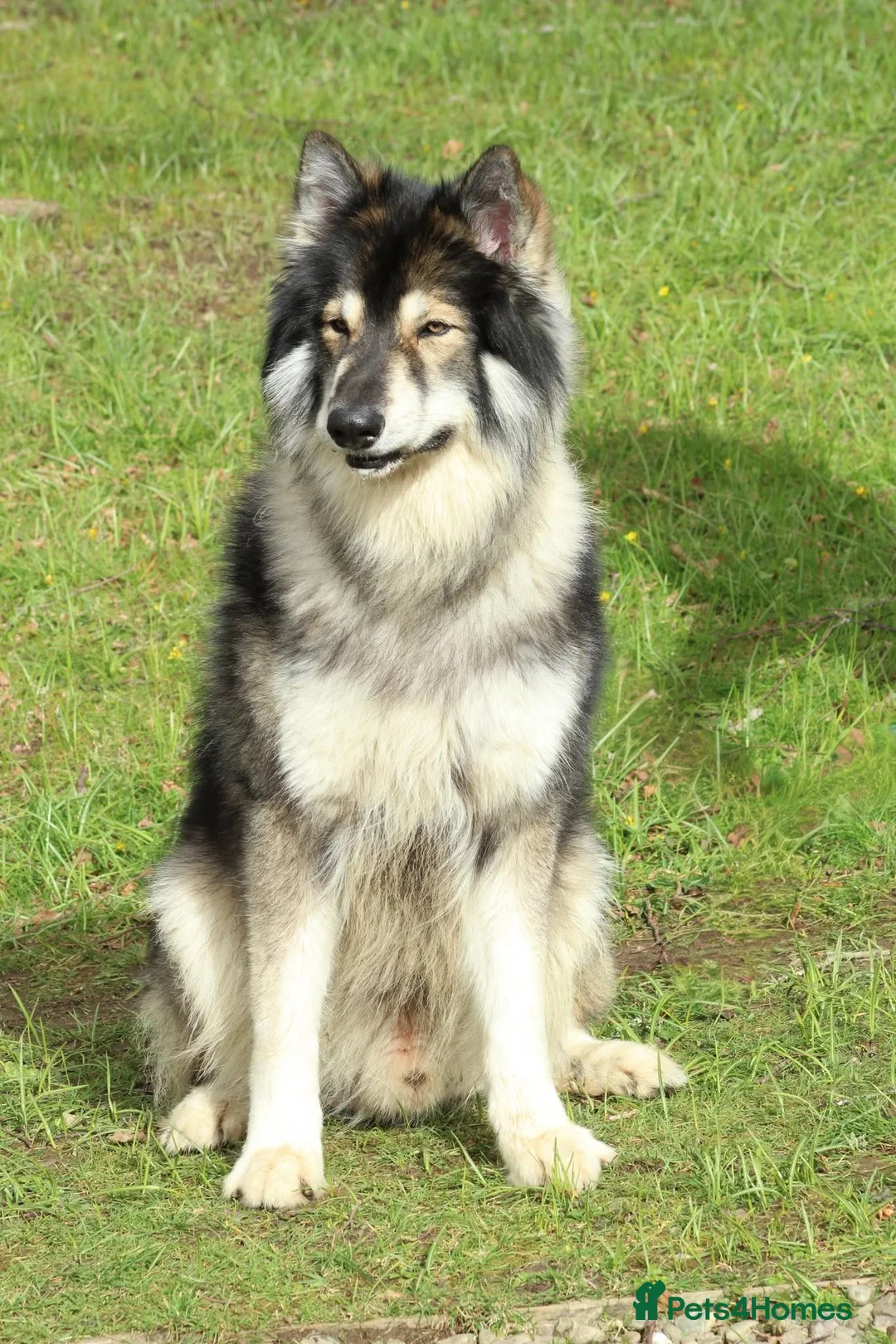 Northern Inuit dogs for sale: Timber Dog Puppies  - Advert 2