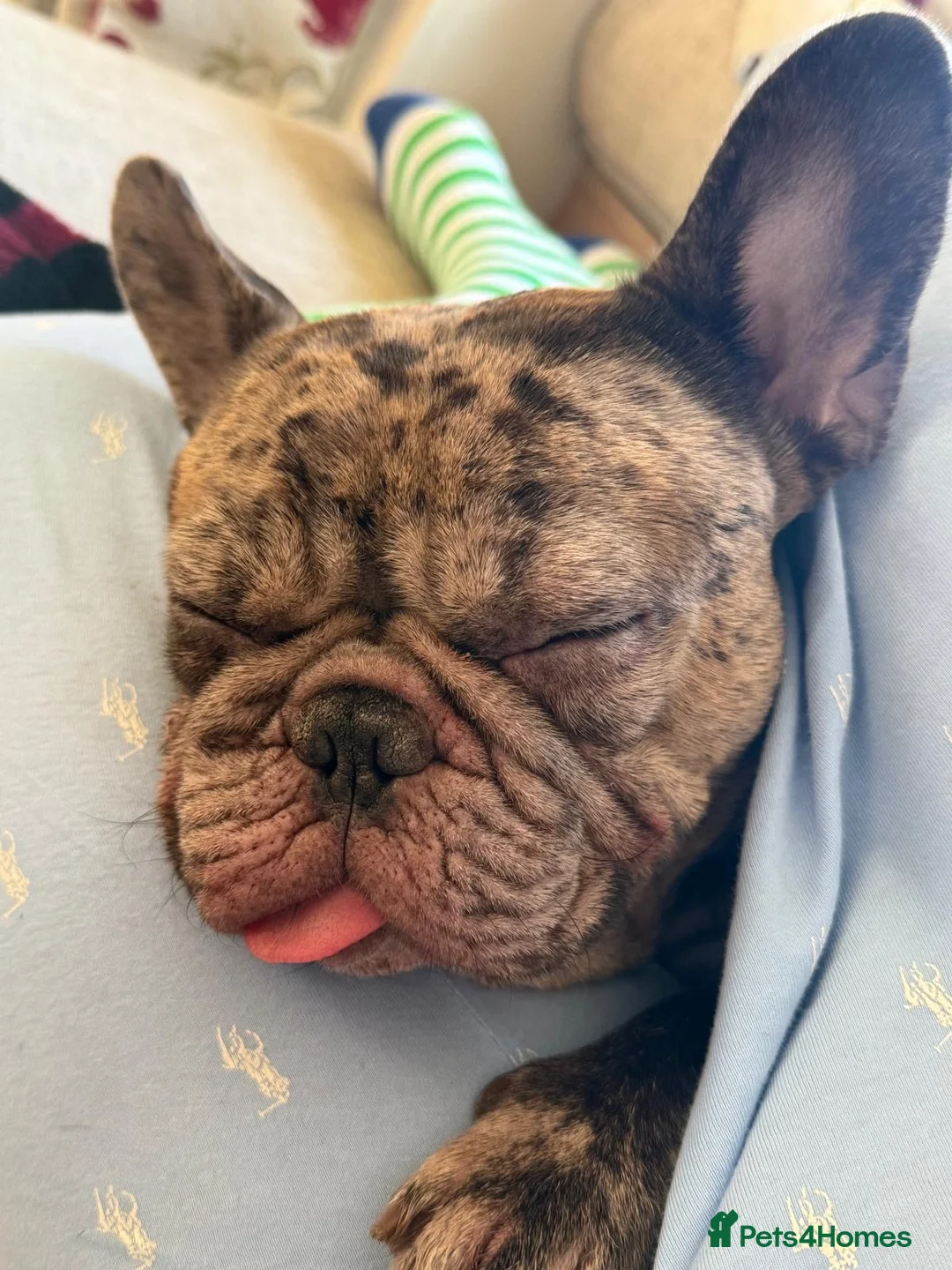 French Bulldog dogs for sale: Young French bull dog - 2 years old  - Advert 2