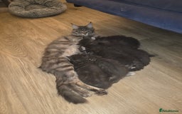 Maine Coon cats for sale: Maine Coon kittens  - Advert 35