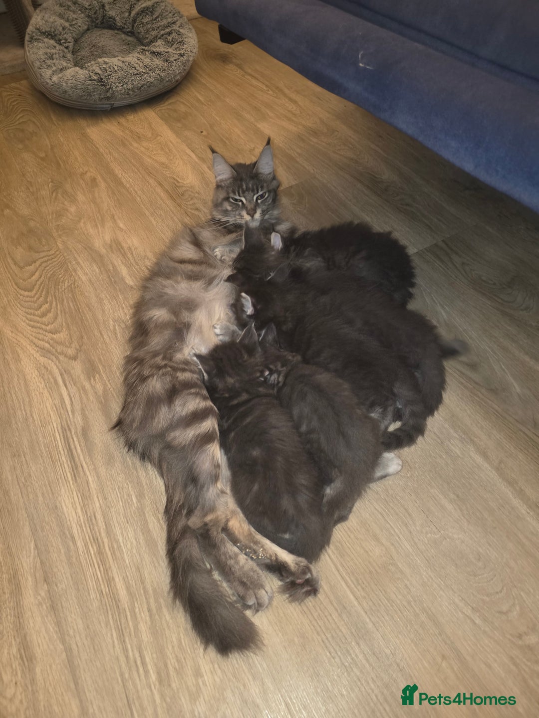 Maine Coon cats for sale: Maine Coon kittens  - Advert 35