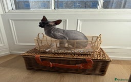 Sphynx cats for sale: Ratty - Grey Male Canadian Sphynx Cat 4 years old  - Image 6