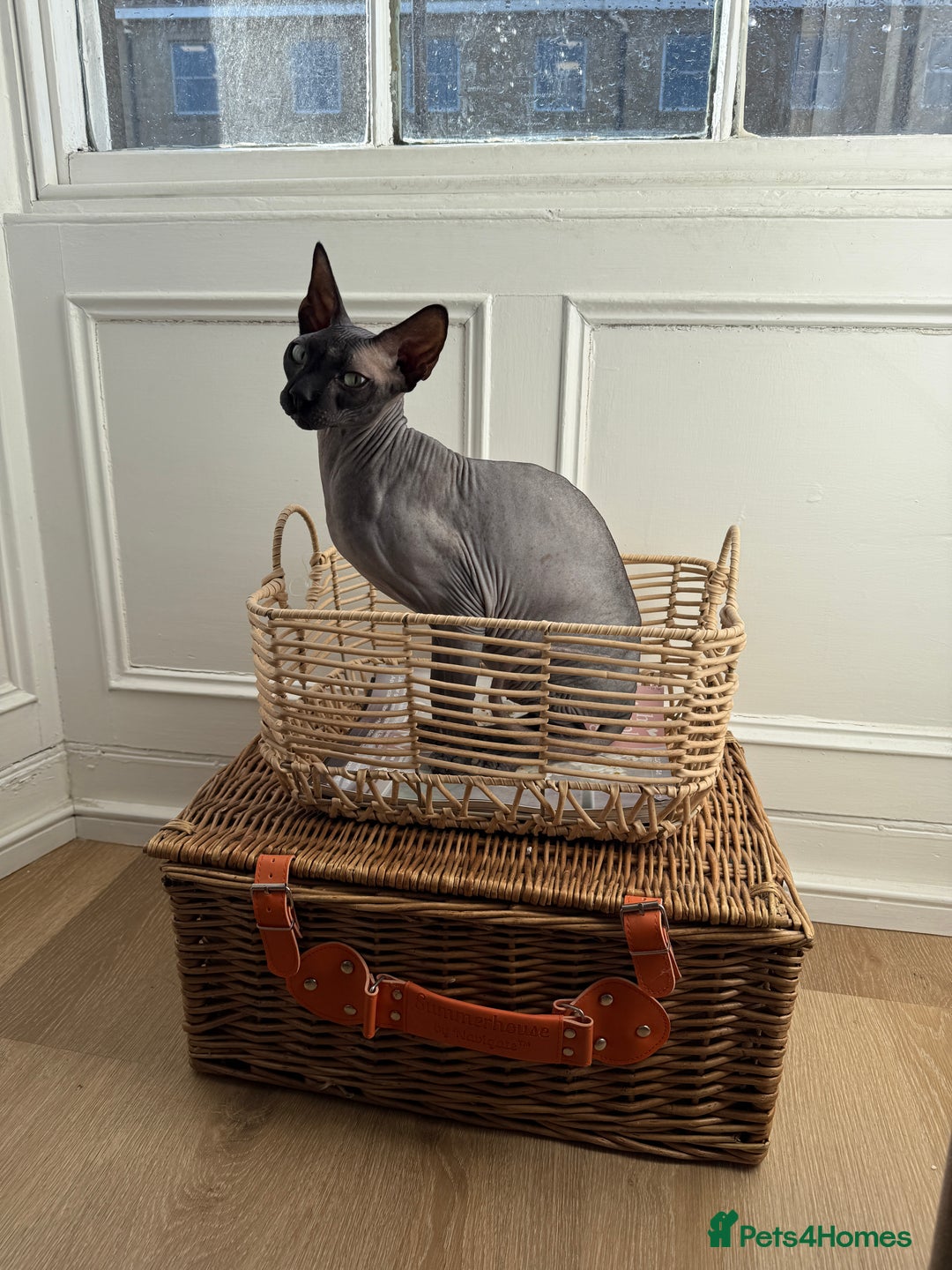Sphynx cats for sale: Ratty - Grey Male Canadian Sphynx Cat 4 years old  - Image 6