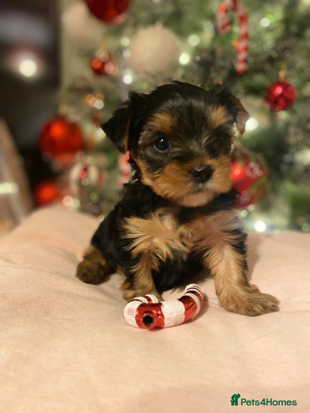 Yorkshire Terrier dogs for sale: Beautiful 2 Girls Yorkshire Terrier Pedigree  - Advert 18