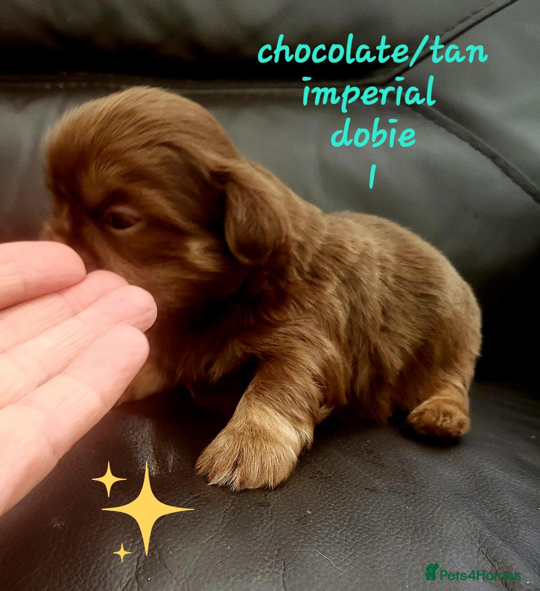 Shih Tzu dogs Quality dobie kc Imperial shih tzu  - Advert 2