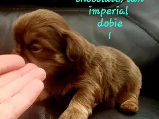 Shih Tzu dogs Quality dobie kc Imperial shih tzu - Advert 6