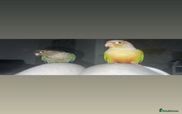 Conures birds for sale: Proven pair conurse - Image 6