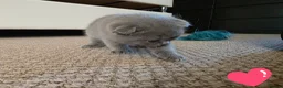 Scottish Fold cats for sale: Blue Scottish fold  in Harlow - Advert 6