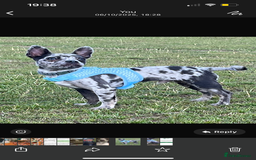 Mixed Breed dogs for sale: Buddy…. Frenchie cross Jack chi - Image 1