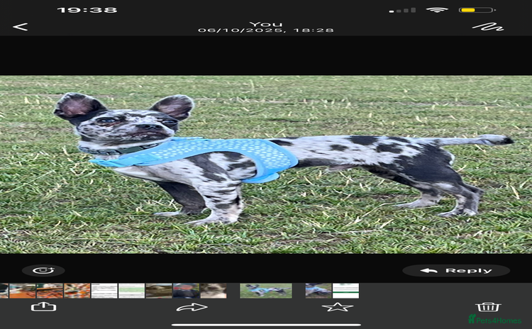 Mixed Breed dogs - Advert 1