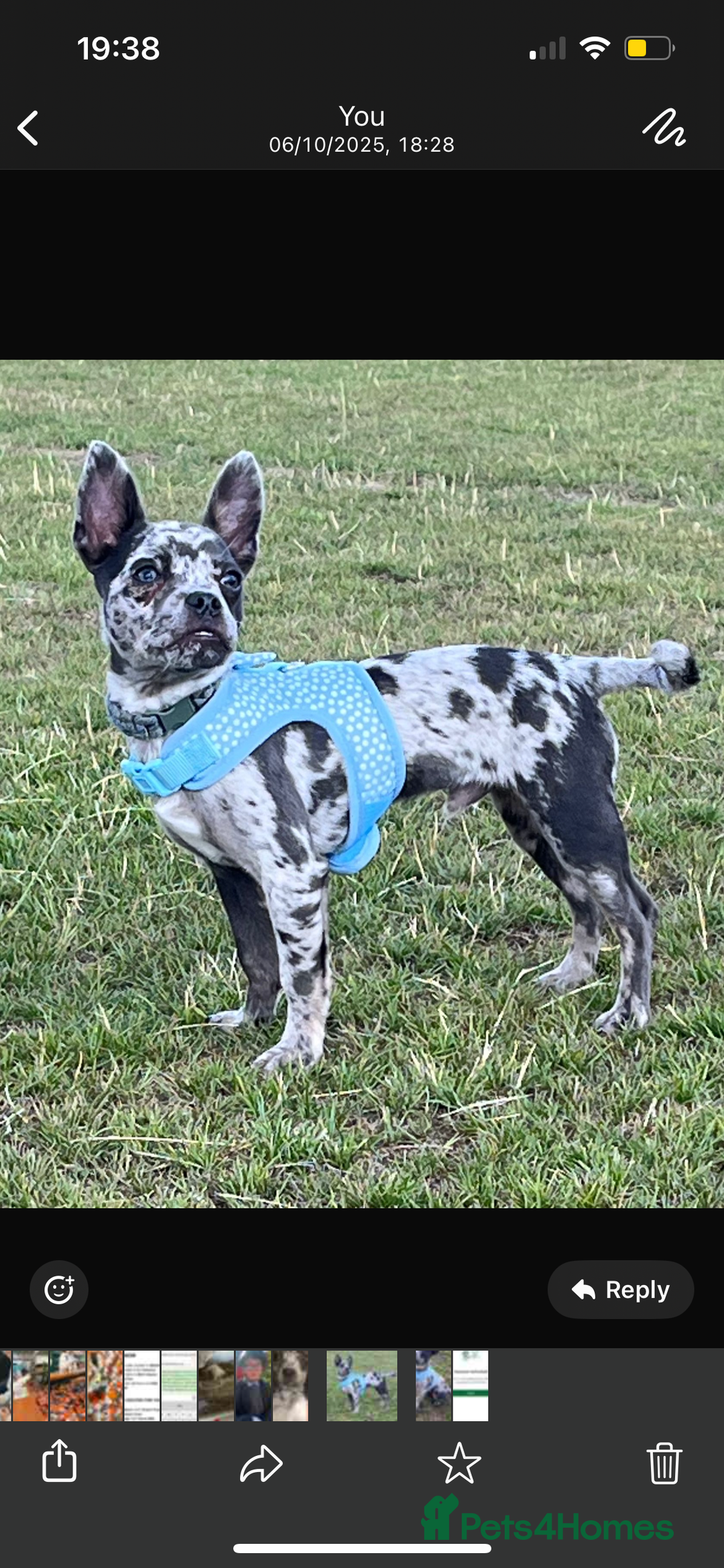 Mixed Breed dogs for sale: Buddy…. Frenchie cross Jack chi - Image 1