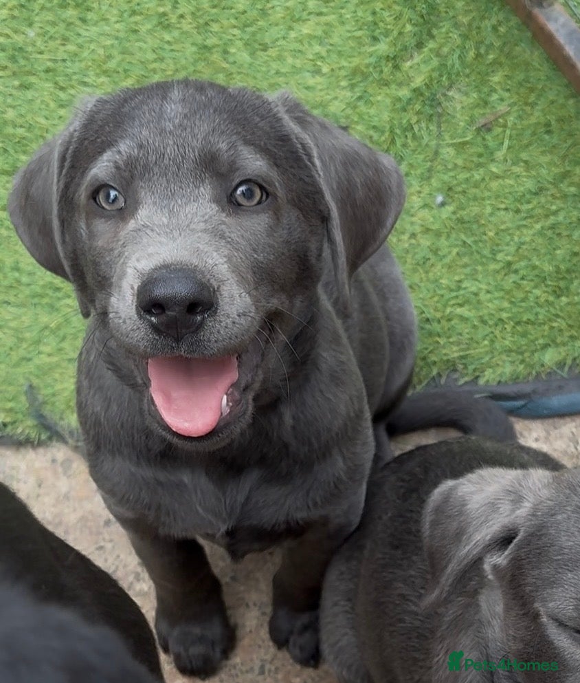 Labrador Retriever dogs Gorgeous KC Silver & Charcoal Labrador Pups - Advert 2