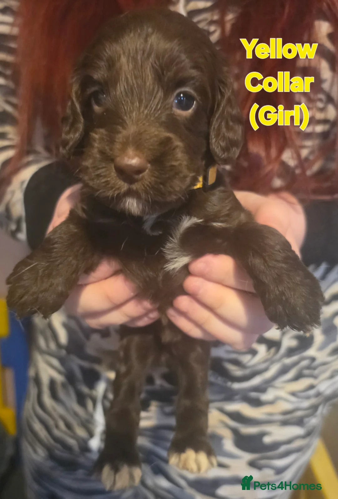 Mixed Breed dogs for sale: 6 Gorgeous Pups Looking For Their New Homes in Virginia Water - Advert 2