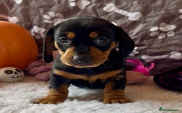 Dachshund dogs for sale: Beautiful Dachshund Puppies Ready to go 8th Nov  - Image 10