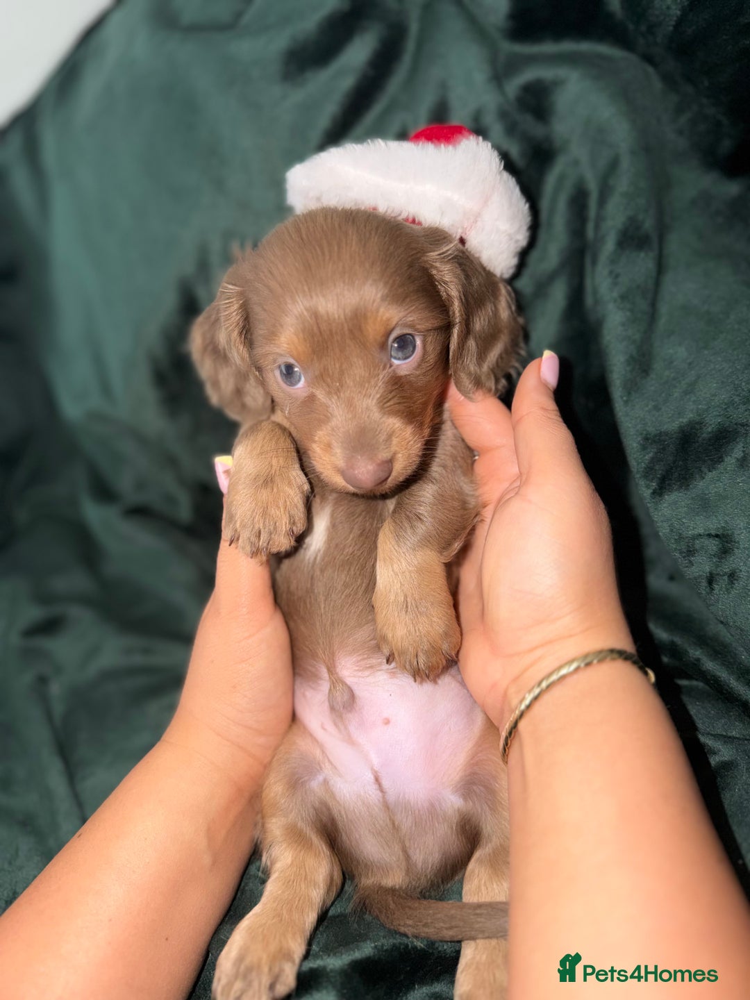 Miniature Dachshund dogs for sale: Fluffy Miniature Dachshund - Advert 18