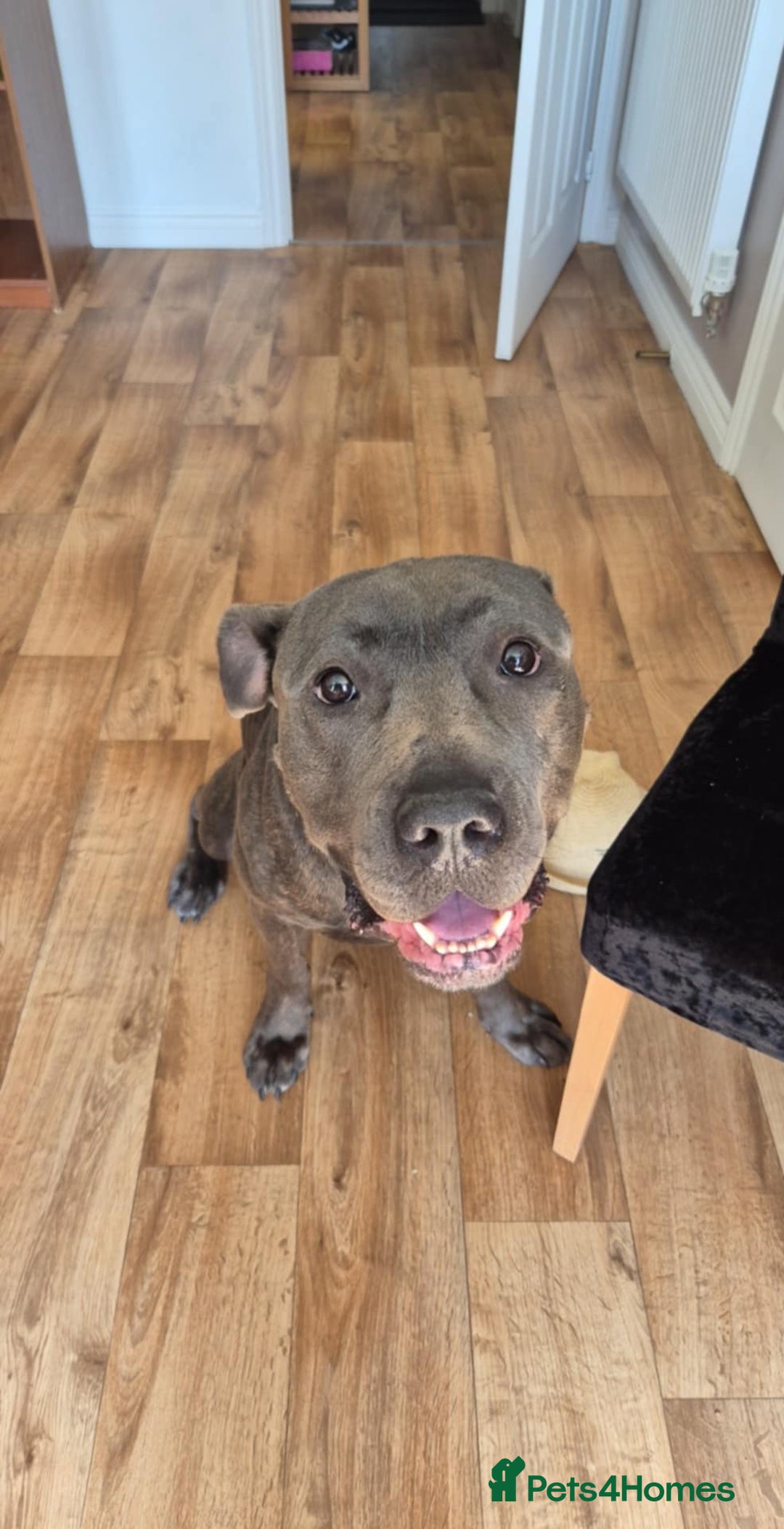 Mixed Breed dogs for sale: Gru 19 months old - Image 1