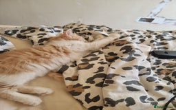 Mixed Breed cats for sale: Half norweigen forest cat 1/4 bengal 1/4 longhair - Image 3