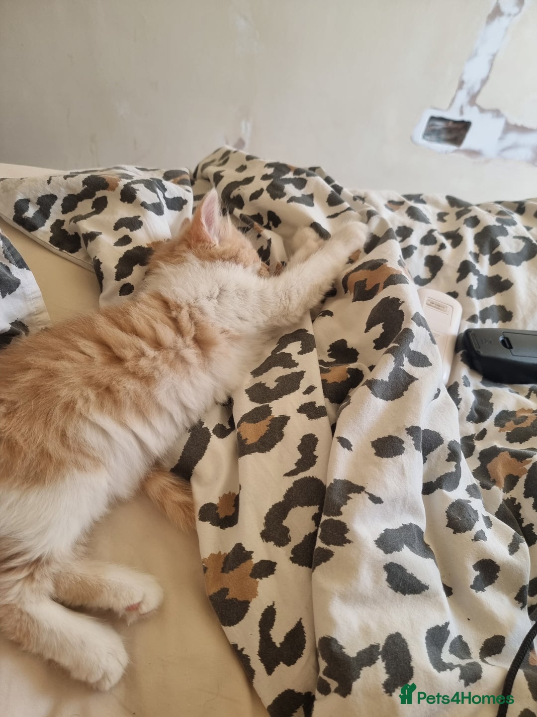 Mixed Breed cats for sale: Half norweigen forest cat 1/4 bengal 1/4 longhair - Image 3
