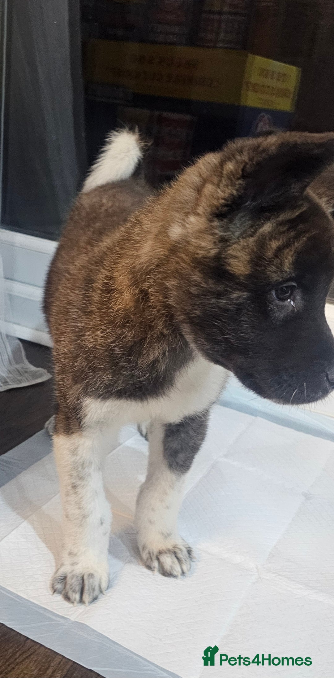 Akita dogs for sale: Akita Puppy - Advert 5