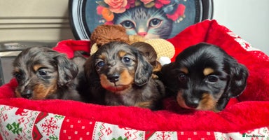 Miniature Dachshund dogs - Advert 6