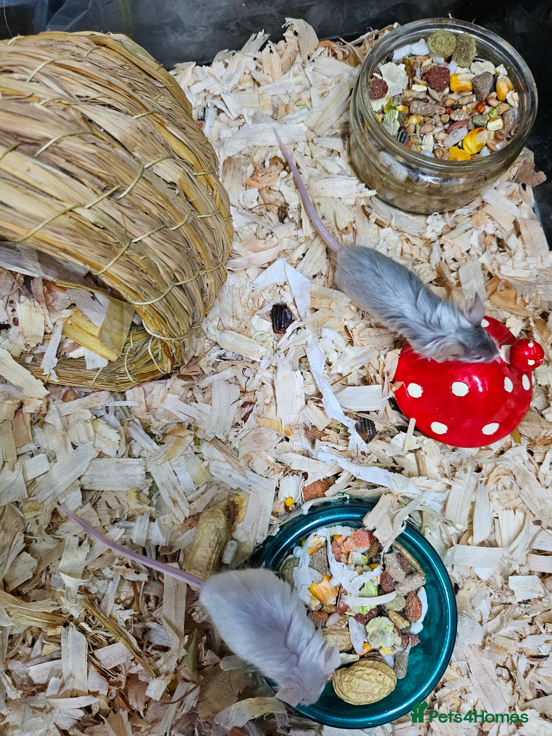 Mouse rodents for sale: Gorgeous little mice - Advert 4