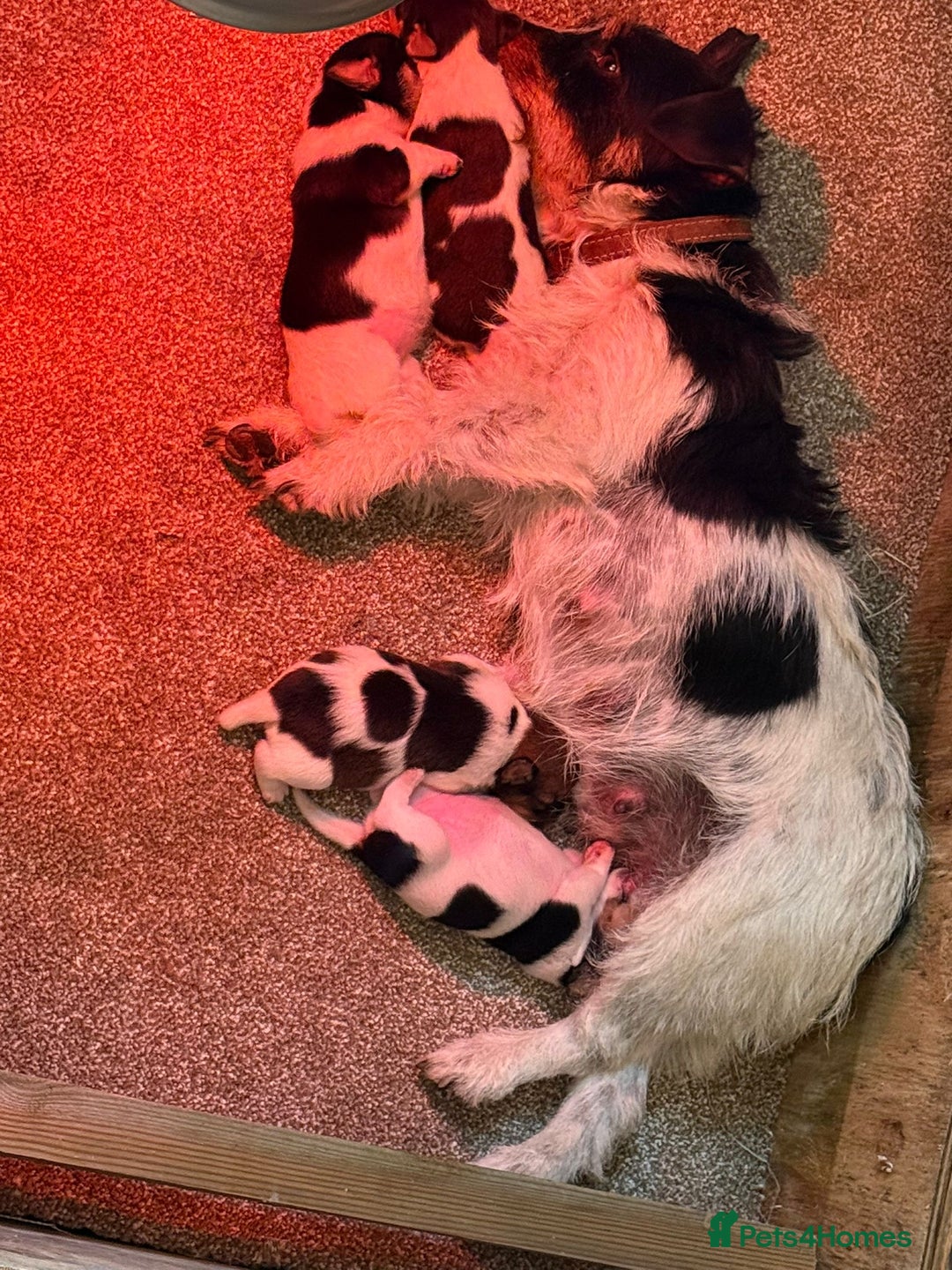 Jack Russell dogs for sale: Traditional jack russel pups tri coloured  - Image 15