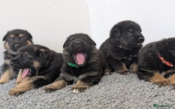 German Shepherd dogs for sale: KC Health Tested Pups From Champion Lines 🏆 - Image 15