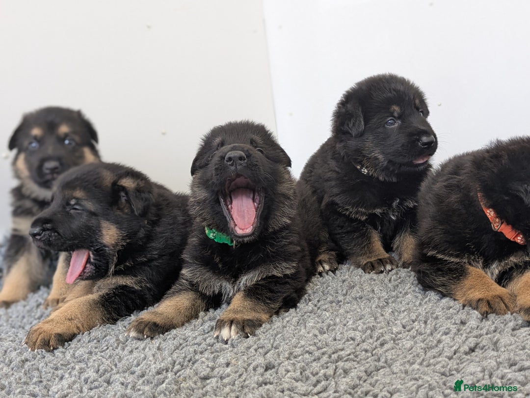 German Shepherd dogs for sale: KC Health Tested Pups From Champion Lines 🏆 - Image 15