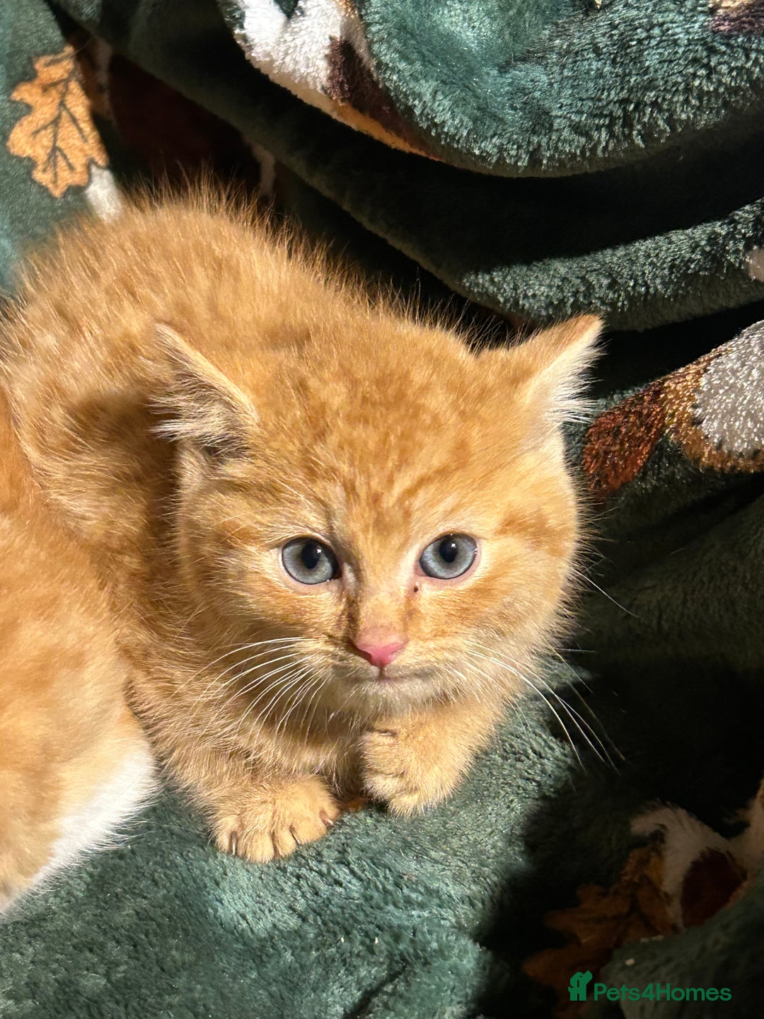 Mixed Breed cats for sale: Beautiful Healthy Kittens Ready now  - Advert 3