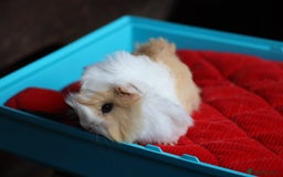 Guinea Pig rodents for sale: Peruvian long haired Babies - Advert 2
