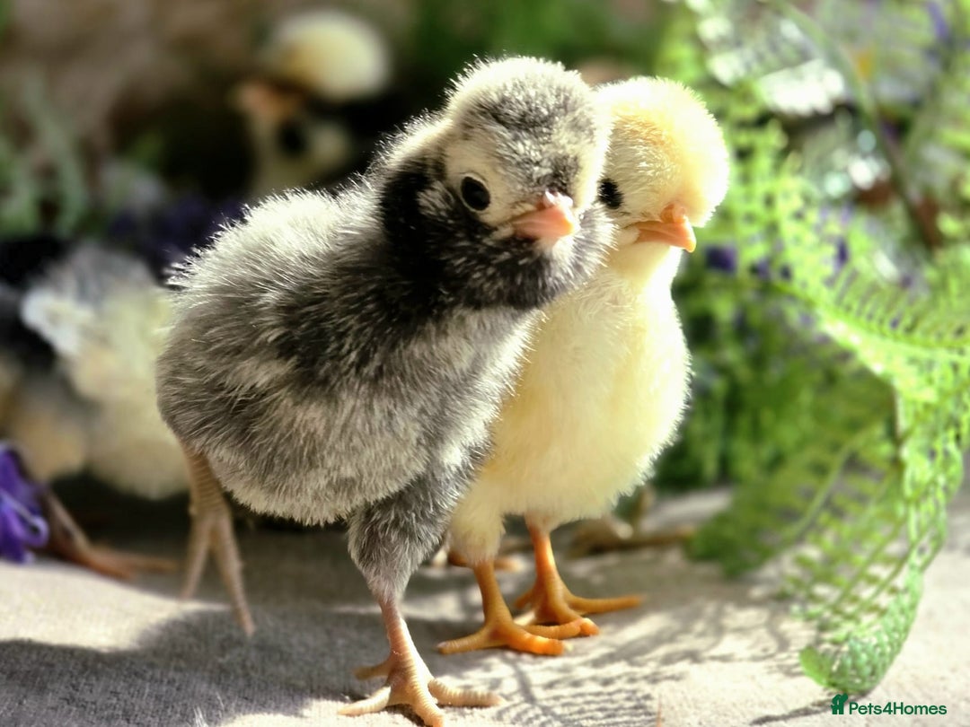 Chickens poultry for sale: Pekin Bantam & Polish chicks - Image 8